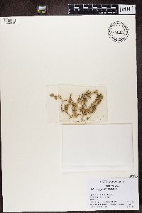 Stereocaulon paschale image