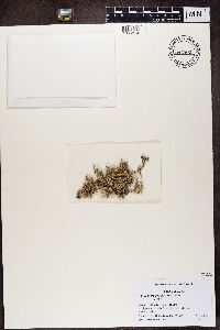 Stereocaulon paschale image