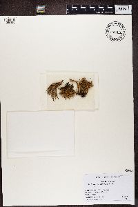 Stereocaulon vesuvianum image