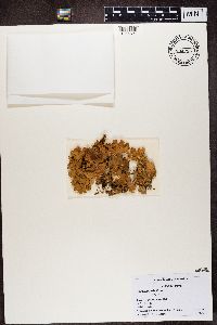 Lobaria pulmonaria image