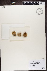 Baeomyces placophyllus image