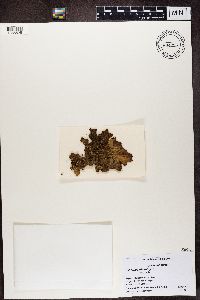 Lobaria retigera image