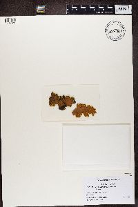 Pseudocyphellaria crocata image