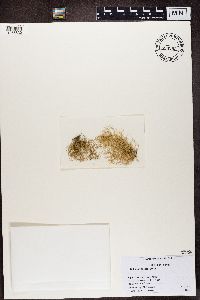 Usnea mutabilis image