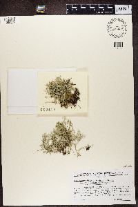 Cladonia furcata image