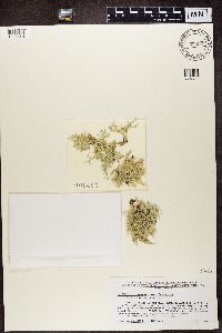 Evernia mesomorpha image