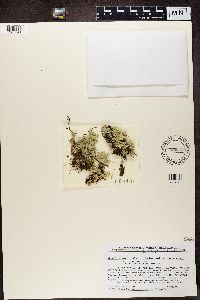 Cladonia caroliniana image