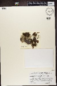 Bryoria furcellata image