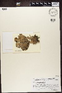 Sticta beauvoisii image