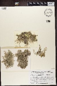 Pseudevernia consocians image