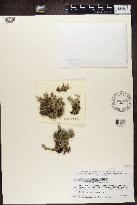 Cladonia squamosa image