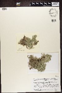 Cladina arbuscula image