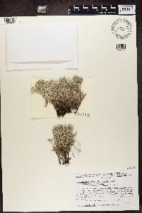 Cladonia rangiferina image