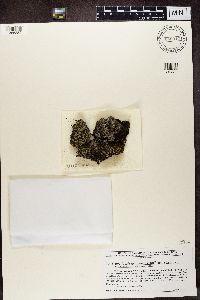 Trapeliopsis granulosa image
