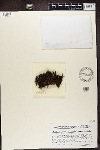 Micarea peliocarpa image