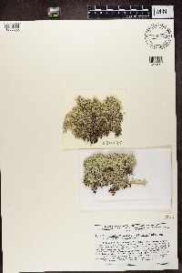 Cladina arbuscula image