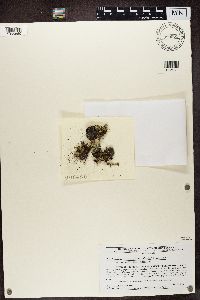 Cladonia ramulosa image