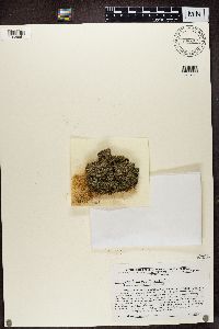 Pycnothelia papillaria image