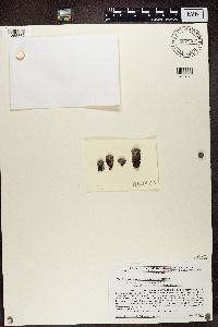 Media resource of Lecanora minutella