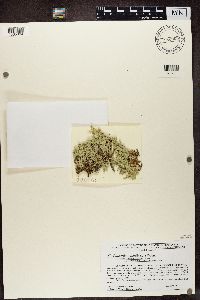 Cladonia uncialis image