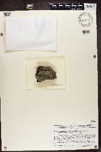 Media resource of Buellia dialyta