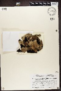 Umbilicaria mammulata image