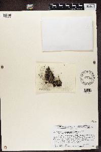 Cladonia subcariosa image