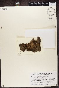 Lasallia papulosa image