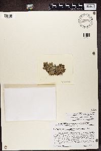 Tuckermannopsis americana image