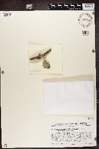 Imshaugia placorodia image