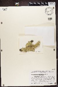 Flavoparmelia caperata image