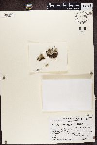 Imshaugia aleurites image