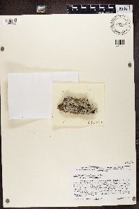 Parmelia sulcata image