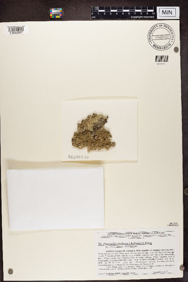 Punctelia subflava image