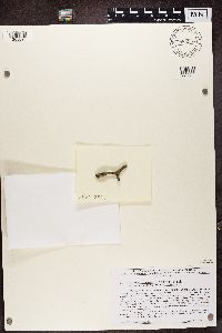 Lecidea varians image