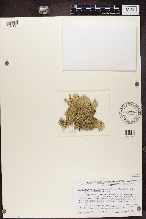 Flavoparmelia baltimorensis image