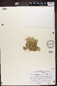 Media resource of Flavoparmelia baltimorensis