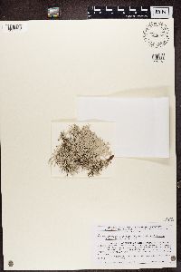 Pseudevernia consocians image