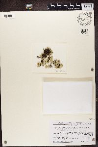 Cladonia caroliniana image