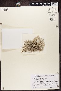 Cladonia rangiferina image