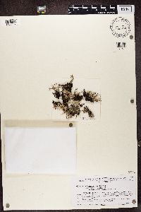 Cladonia squamosa image