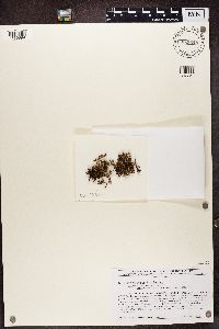 Cetraria arenaria image