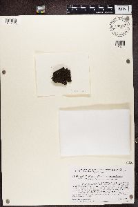 Placynthiella uliginosa image