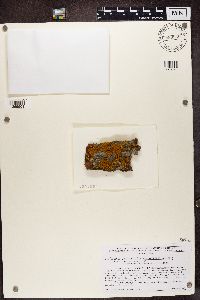 Xanthomendoza fulva image