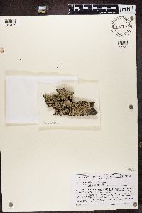 Physcia millegrana image