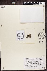 Media resource of Amandinea polyspora