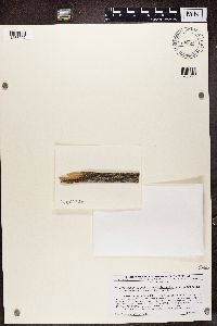 Carbonicola anthracophila image