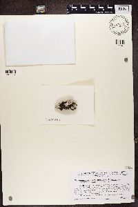 Variolaria pustulata image