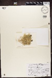 Ramalina stenospora image