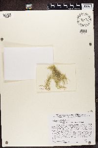 Usnea mutabilis image